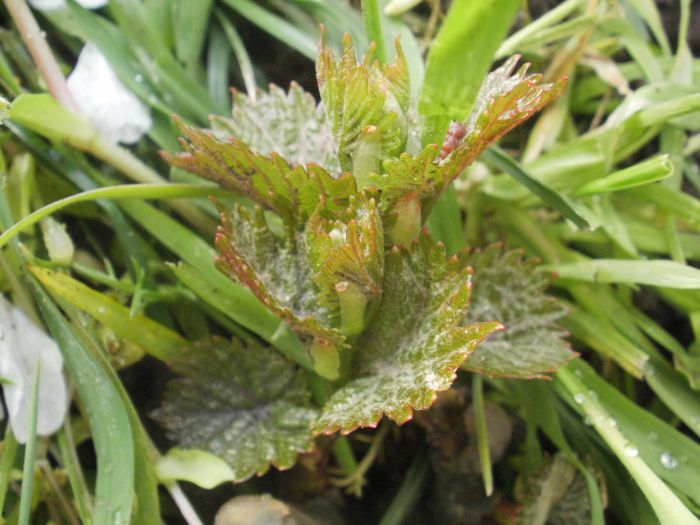 Aromata - Primavara 2o14