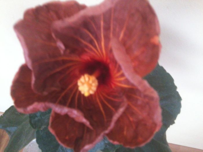 tahitian bronze radiance