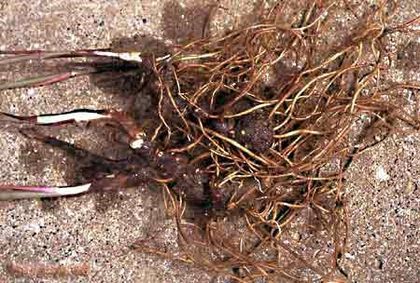 Atractylodes macrocephala