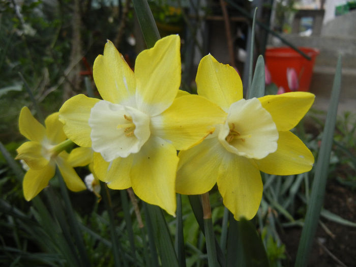 Narcissus Pipit (2014, April 13)