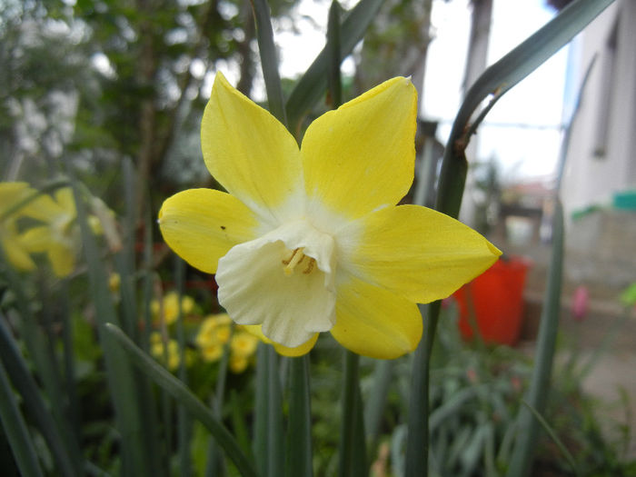 Narcissus Pipit (2014, April 13)
