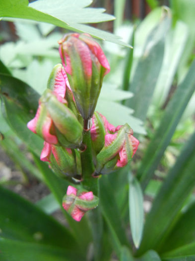 Hyacinth Eros (2014, April 13) Hyacinth Eros (2014, April 13)