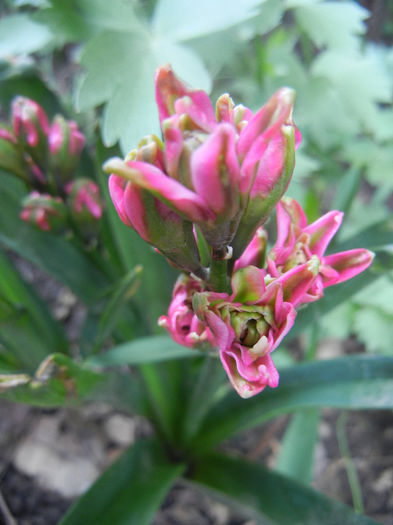 Hyacinth Eros (2014, April 13) Hyacinth Eros (2014, April 13)