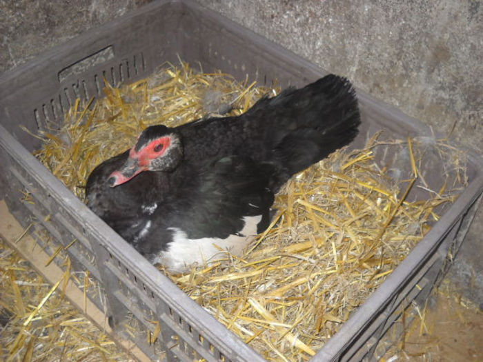 prima closca cazuta azi 15.04.2014 - ratze lesesti iepuri gat golas