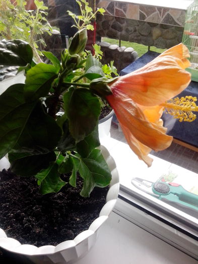 se trece floarea, dar vin altele din urma