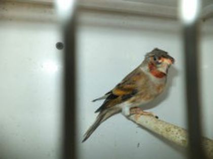 93319340_MJIXNPS3 - bastard sticlete 2013