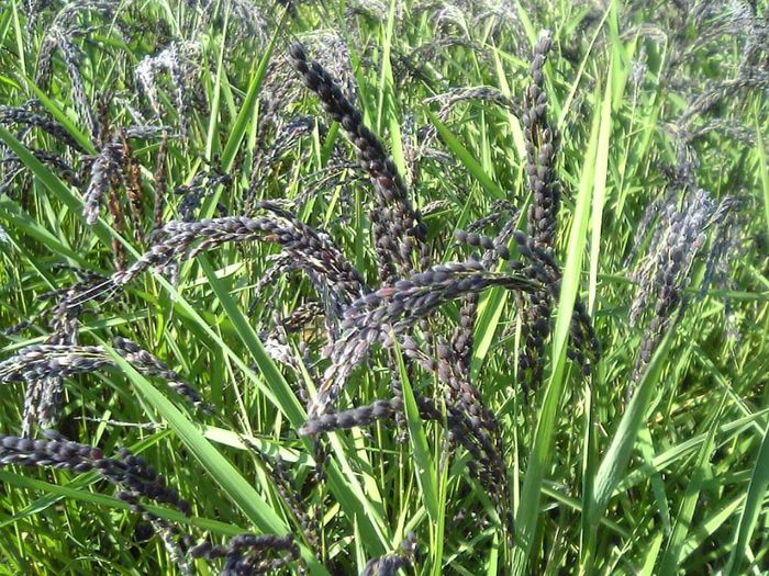 Oryza sativa japonica