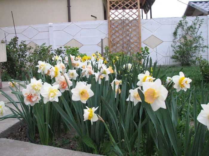 IMG_7424 - a venit primavara -2014