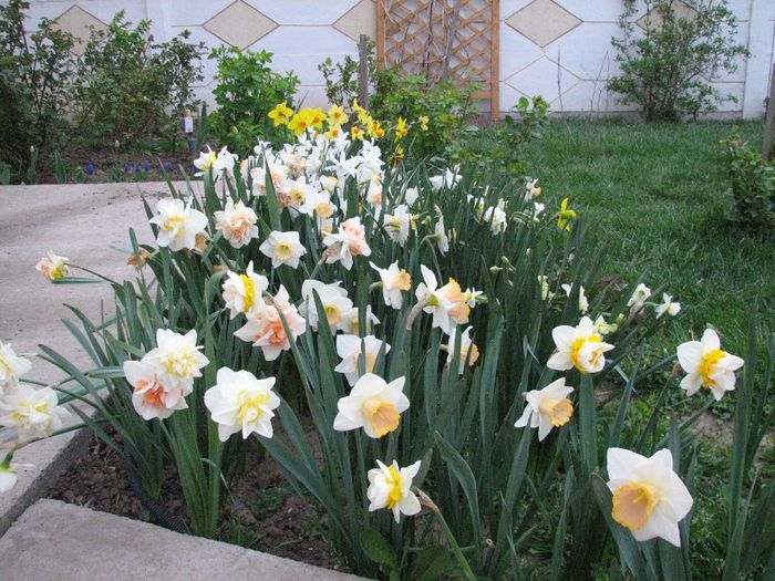 IMG_7425 - a venit primavara -2014