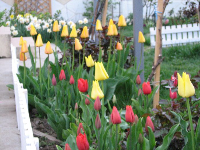 IMG_7427 - a venit primavara -2014