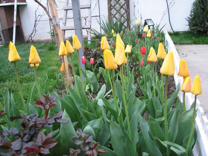 IMG_7429 - a venit primavara -2014