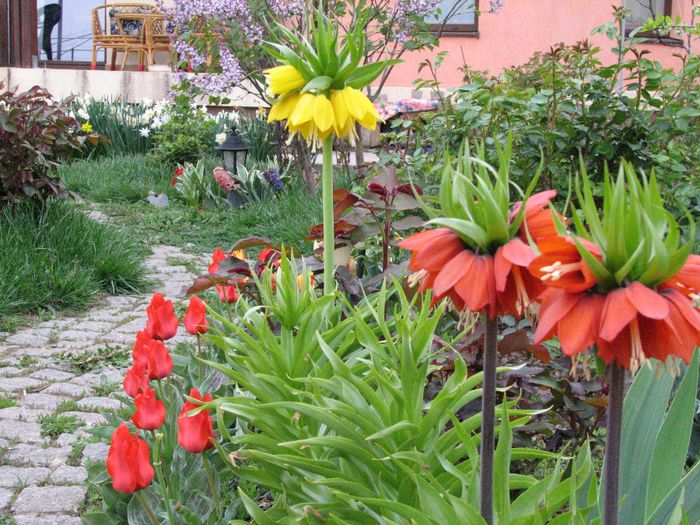 IMG_7432 - a venit primavara -2014