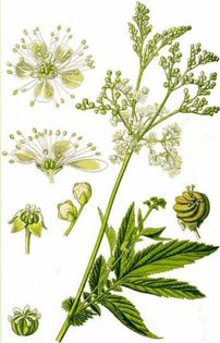 Filipendula ulmaria aspirina naturala