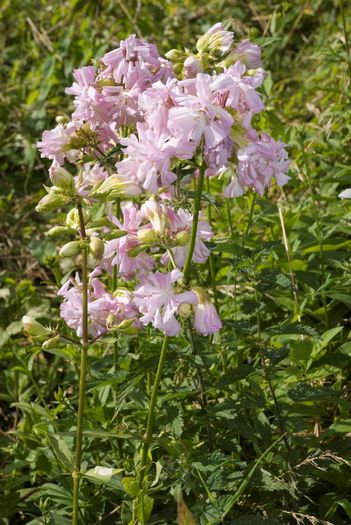 Saponaria officinalis