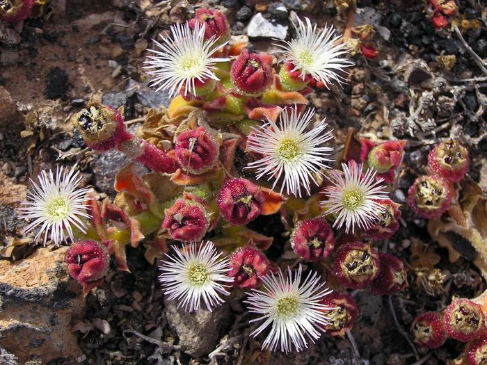 Mesembryanthemum Crystallinum