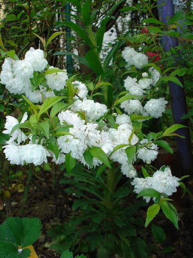 DSC06186 - Gradina in 2014