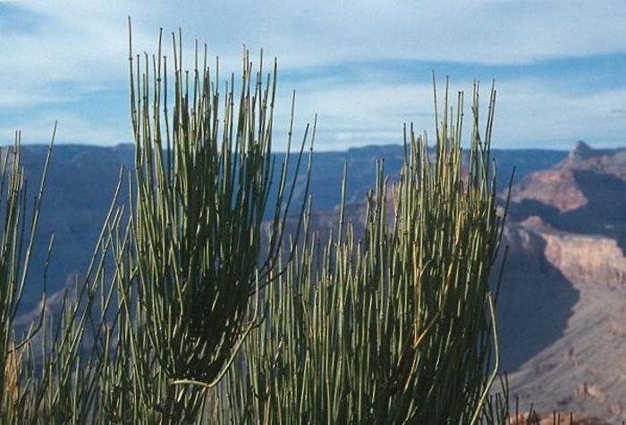 Ephedra sinica