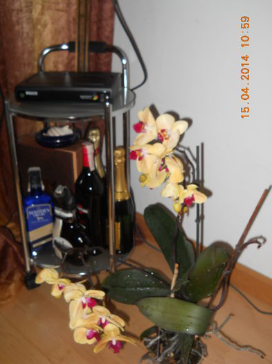 008 - ORHIDEE 2014