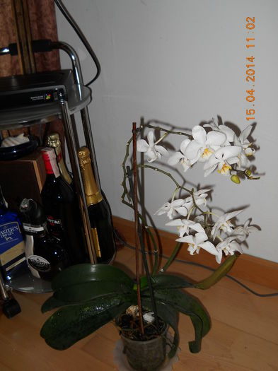 011 - ORHIDEE 2014