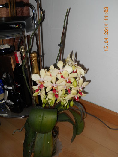 016 - ORHIDEE 2014