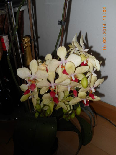 017 - ORHIDEE 2014