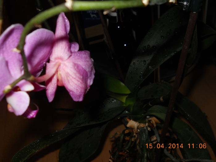 023 - ORHIDEE 2014