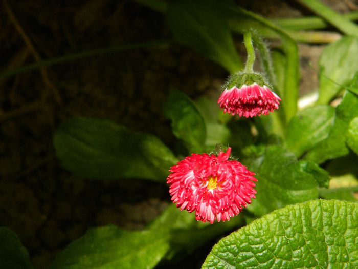 DSCN6286 banuti - APRILIE 2014