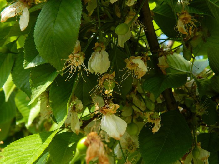 DSCN6290 - APRILIE 2014