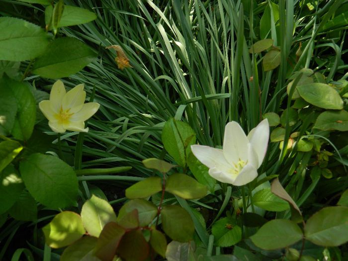 DSCN6291 - APRILIE 2014