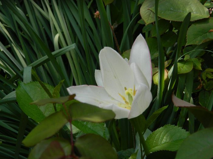 DSCN6292 - APRILIE 2014