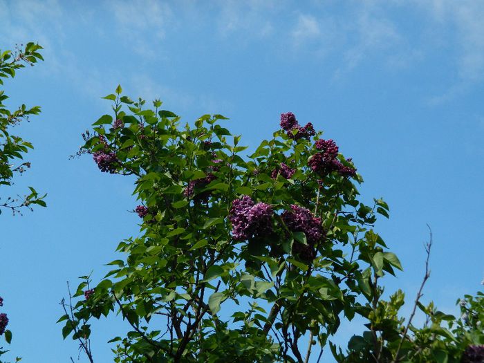 DSCN6295 - APRILIE 2014