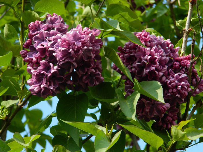 DSCN6297 - APRILIE 2014