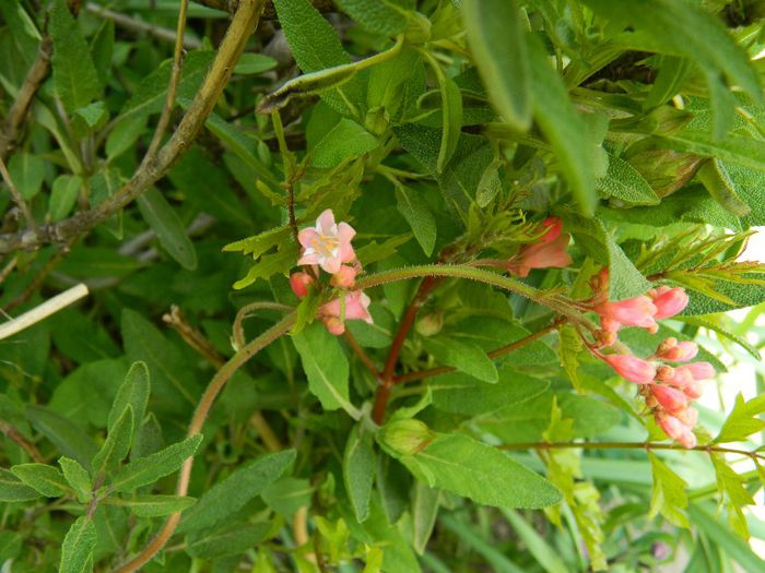 DSCN6299 heuchera - APRILIE 2014