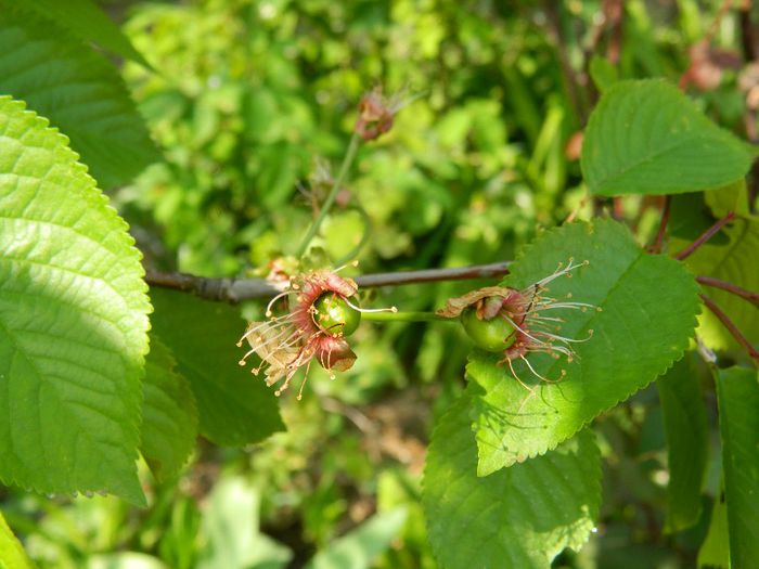 DSCN6301 - APRILIE 2014