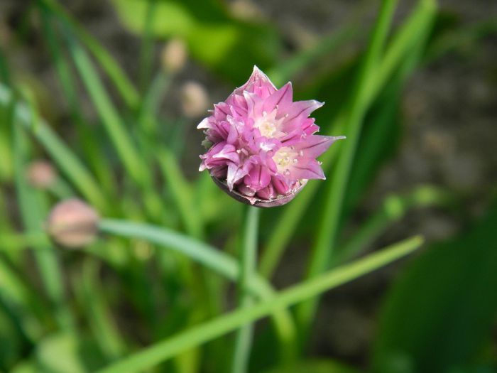 DSCN6308 ceapa ciorii - APRILIE 2014