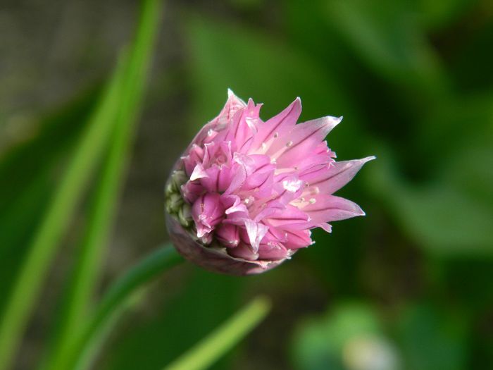 DSCN6309 ceapa ciorii - APRILIE 2014