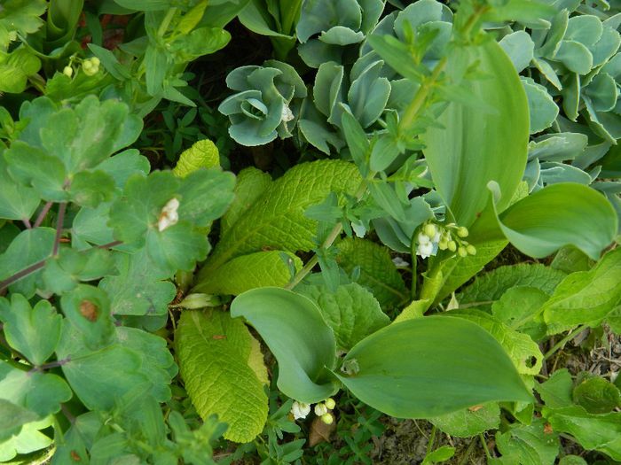 DSCN6313 - APRILIE 2014