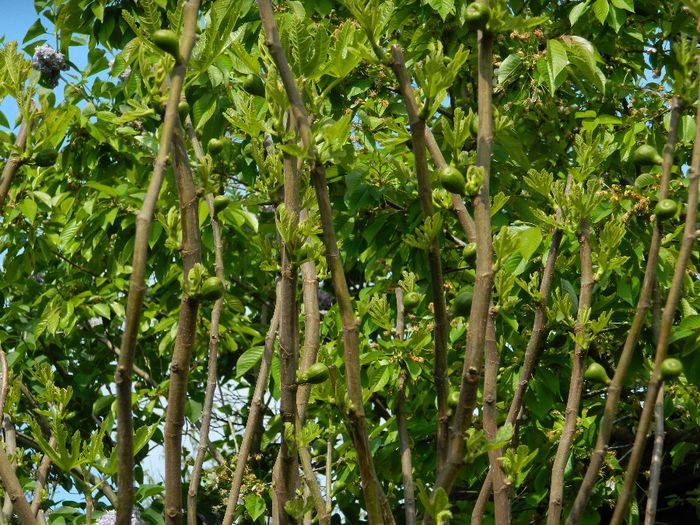 DSCN6315 - APRILIE 2014