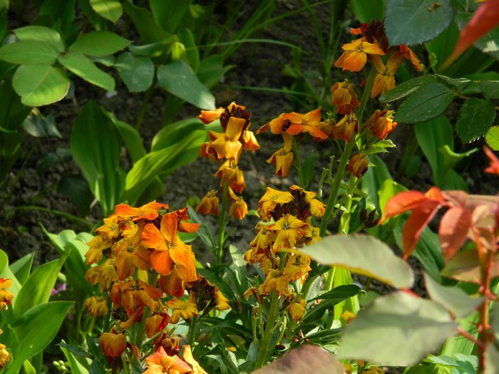 DSCN6319 mixandre - APRILIE 2014