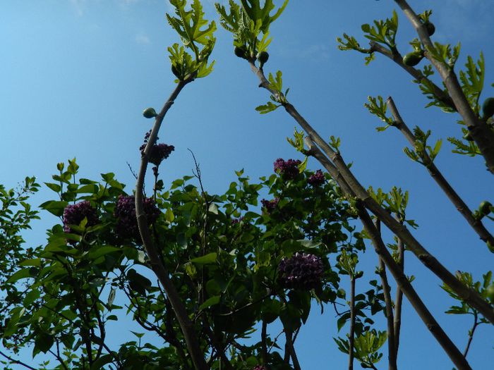 DSCN6320 - APRILIE 2014