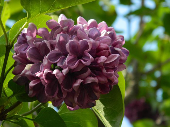 DSCN6321 - APRILIE 2014