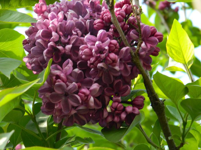 DSCN6322 - APRILIE 2014