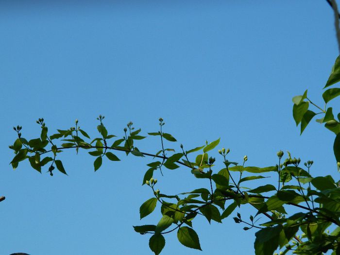 DSCN6327 iasomie de gradina - APRILIE 2014