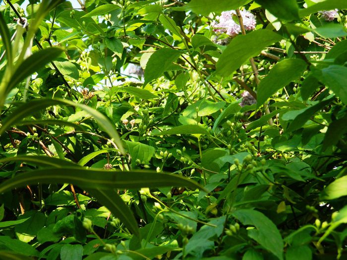 DSCN6328 iasomie de gradina - APRILIE 2014