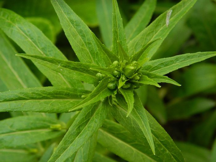 DSCN6339 campanula? - APRILIE 2014