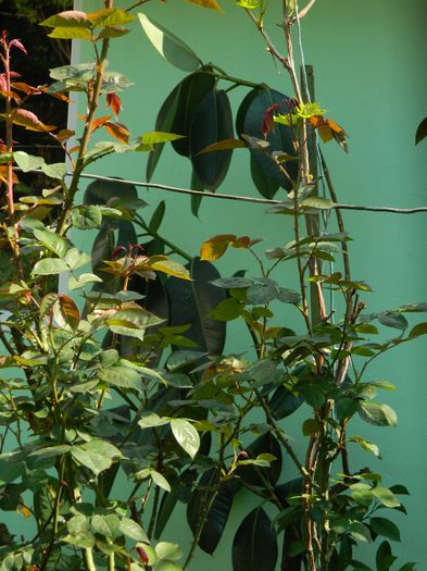 DSCN6342 - APRILIE 2014