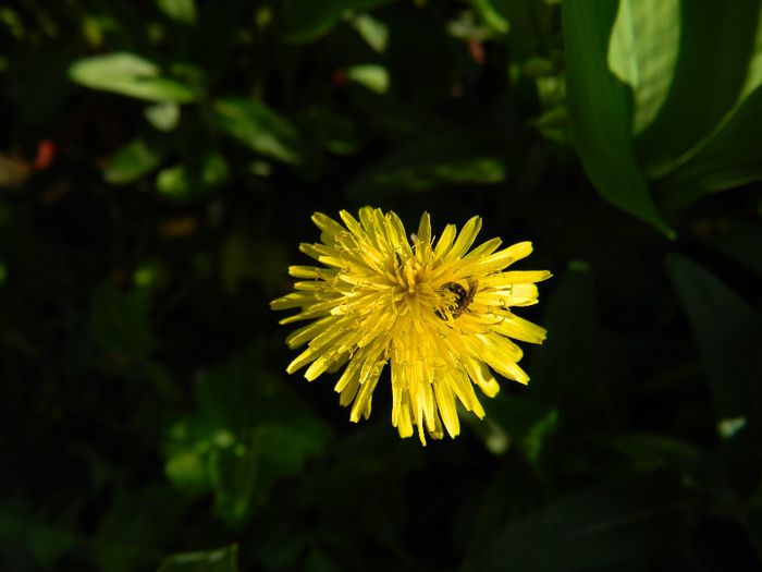 DSCN6348 - APRILIE 2014