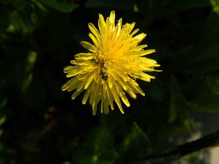 DSCN6351 - APRILIE 2014