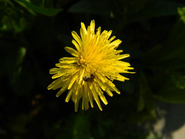 DSCN6352 - APRILIE 2014