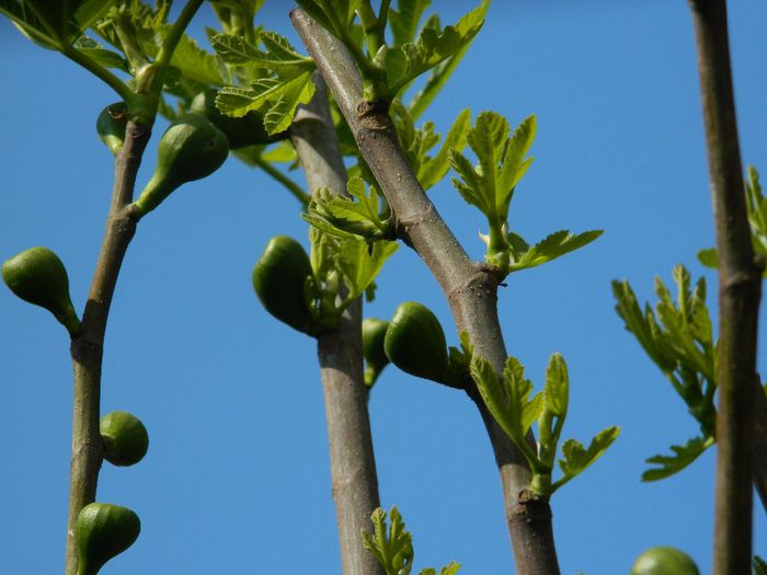 DSCN6353 - APRILIE 2014